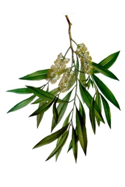 tea tree leaf - Melaleuca Alternifolia